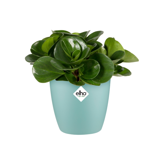 brussels rond mini 12,5cm menthe